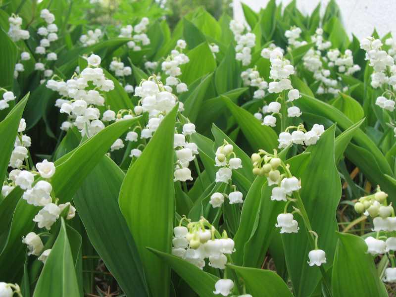 muguet-bois-darcy-51465.jpg
