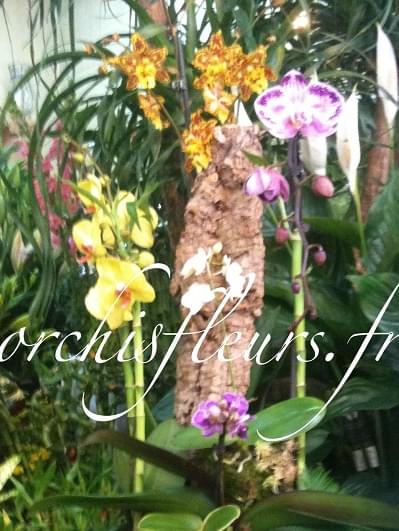 nccop490-118471.jpg null