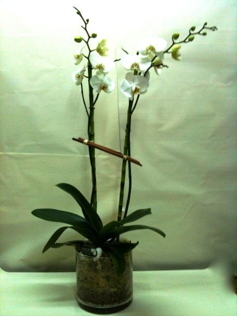 nccop897-118460.jpg null