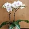 orchidee-fleuriste-bois-d-arcy-2-55504-118457.jpg null